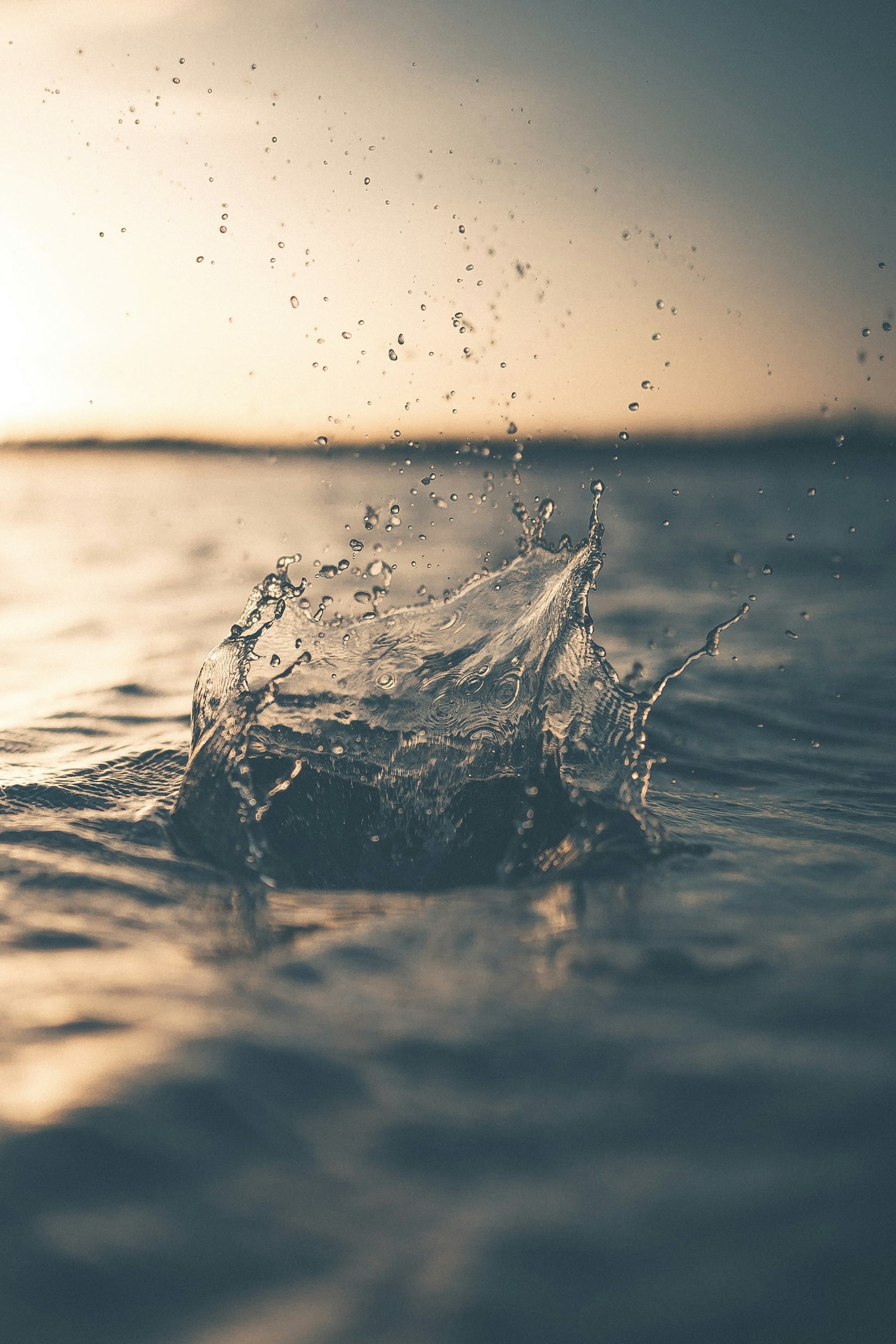 Certificat Senghor — Planification et Gestion Intégrée des Ressources en Eau (PGIRE)