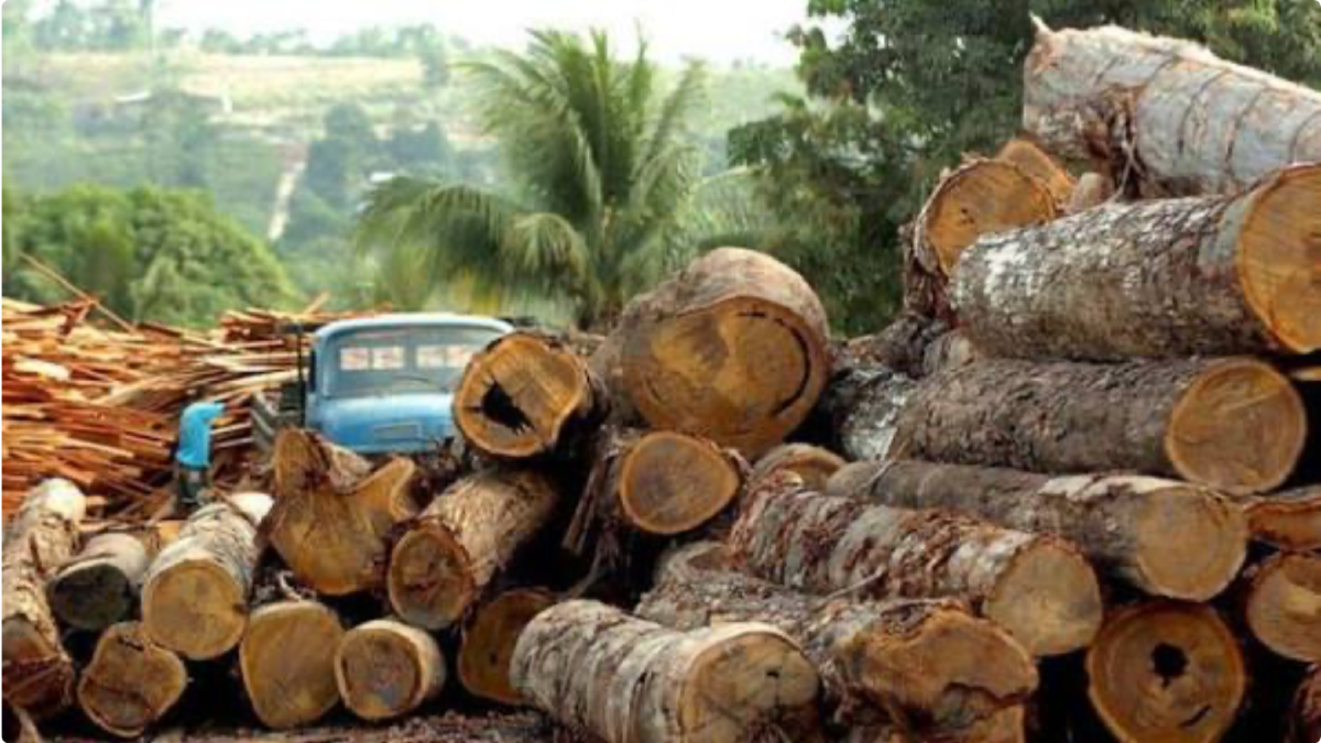 Guinée : le gouvernement suspend les activités de coupe, d’importation et de transport de bois